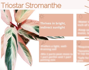 Triostar Plant Care Card Digital Download/Tricolor Prayer Plant Care Card/Stromanthe Houseplant Care Card/Calathea Triostar/Plant Lover Gift
