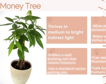 Money tree maintenance new arrivals