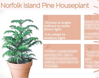 Norfolk Island Pine Plant Care Card Norfolk Pine Plant Care Etsy Australia