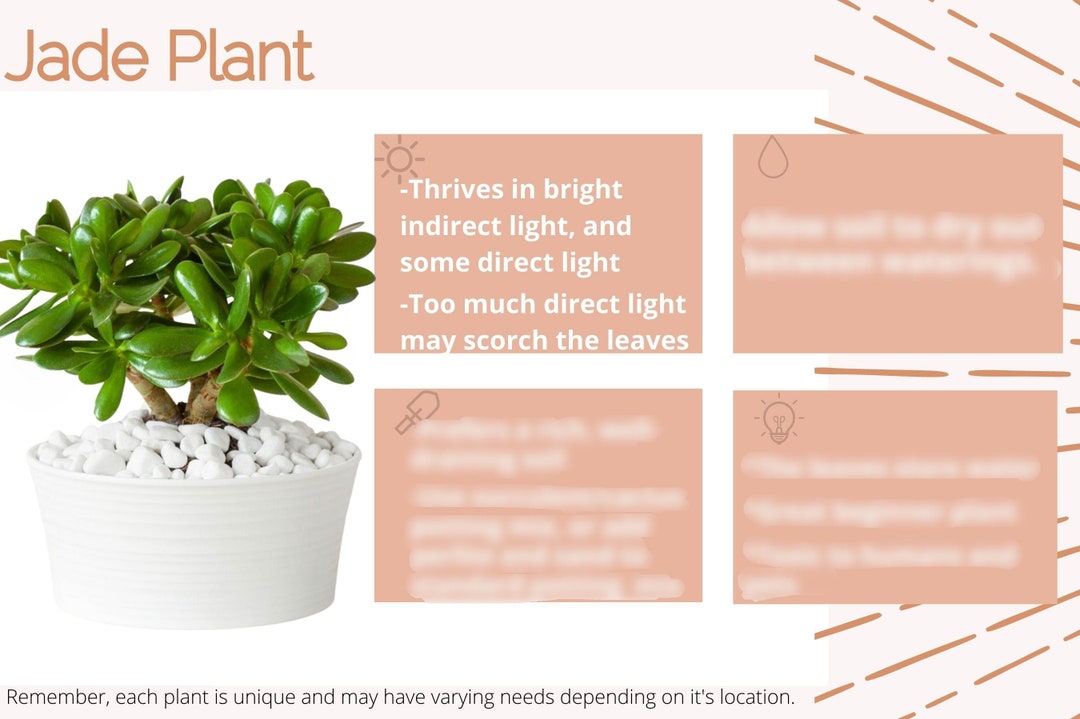 Jade Plant Care Card/crassula Ovata Plant Care/jade Plant Succulent