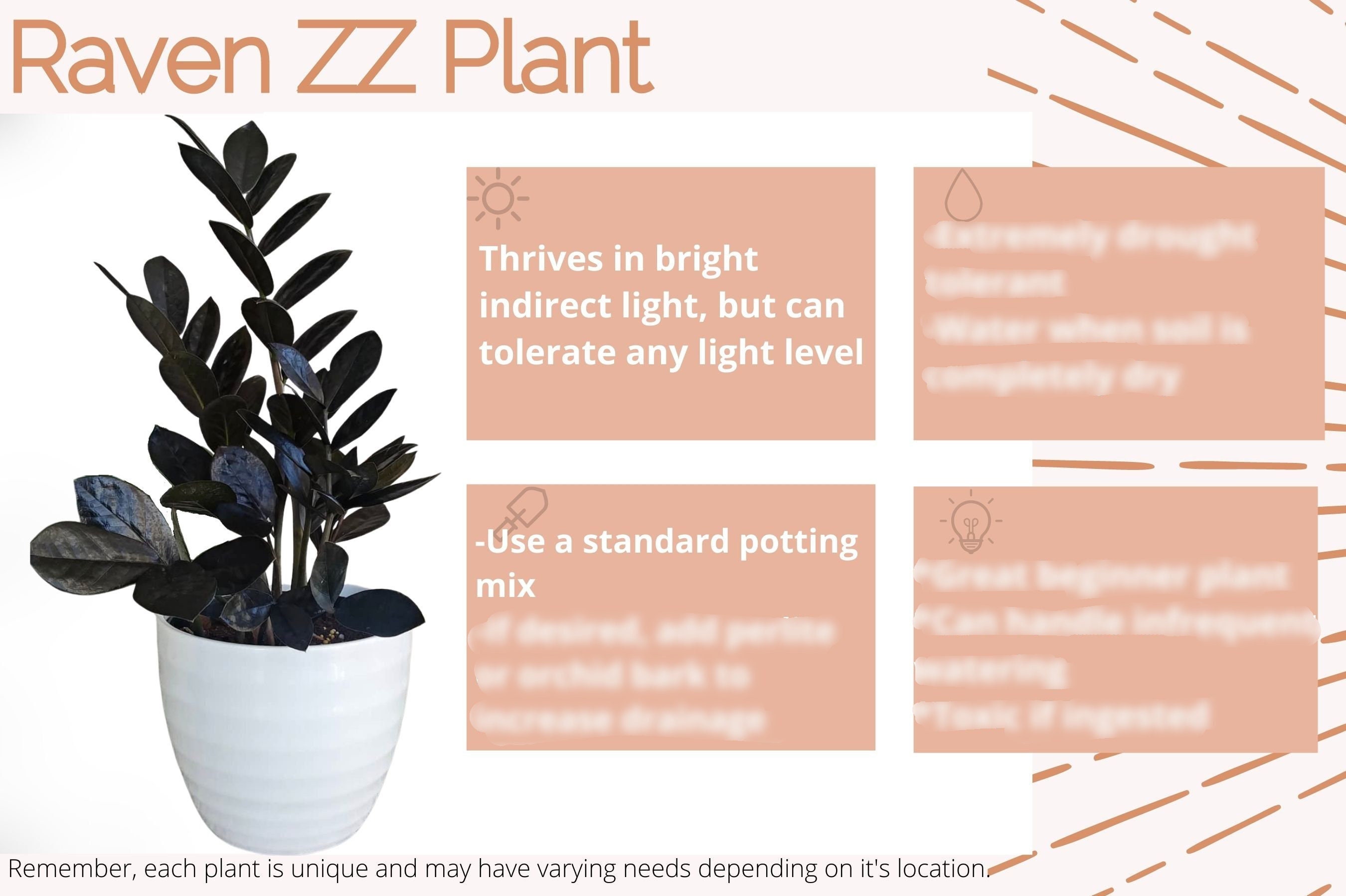 Raven ZZ Plant Care Card Digital Download/plant Care Card/houseplant