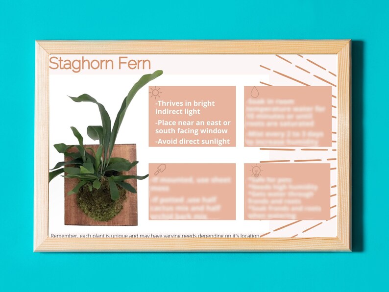 PRINTABLE Staghorn Fern Plant Care Card Staghorn Fern Care Tips