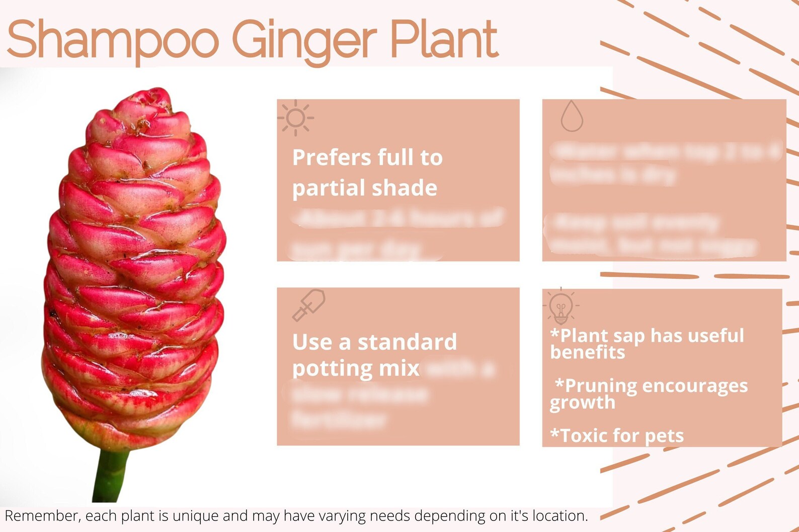 Shampoo Ginger Plant Care Card Digital Download/plant Care Etsy