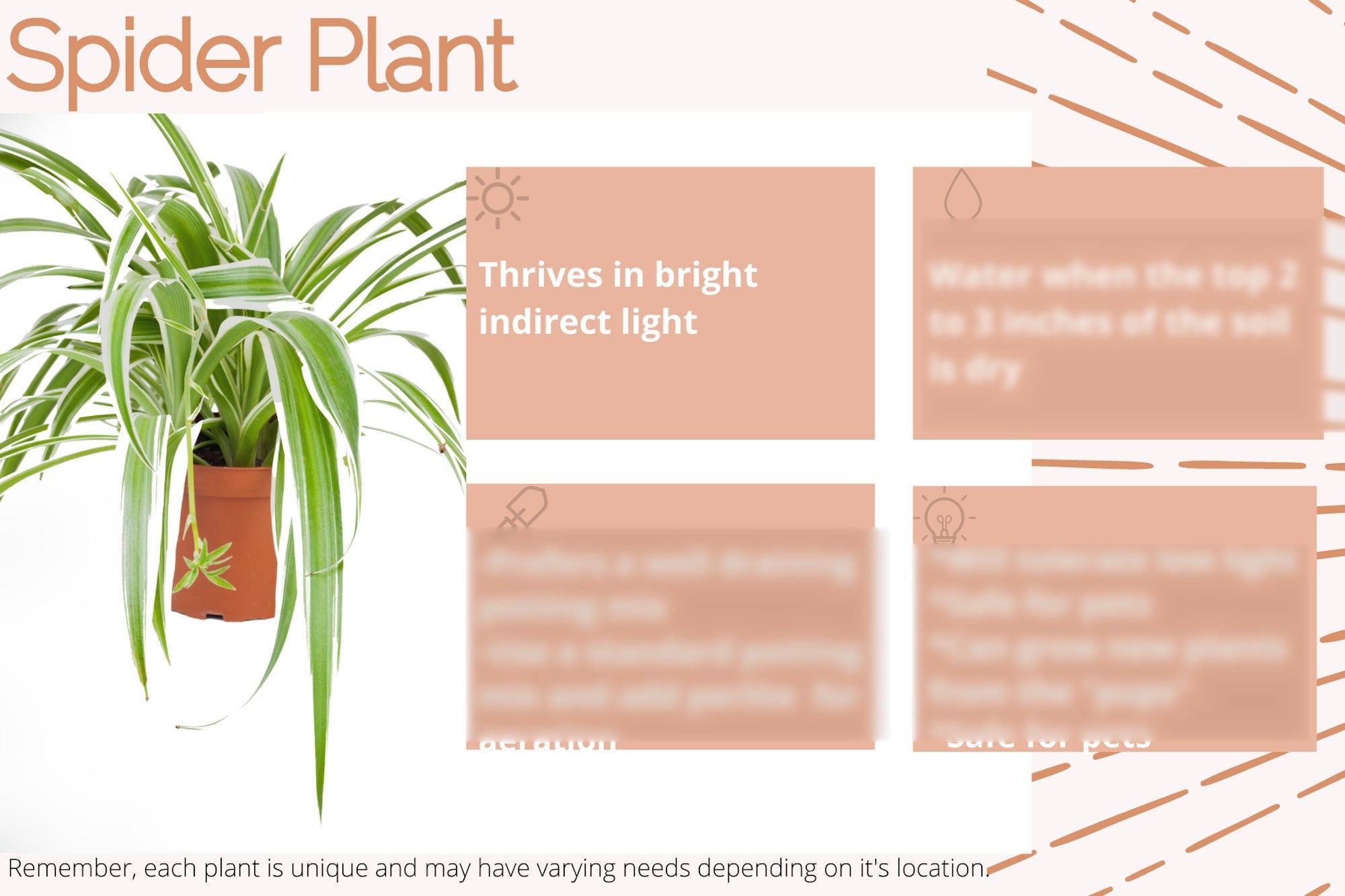 Spider Plants: A Growing & Care Guide