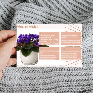 PRINTABLE African Violet Plant Care Card | African Violet Care Tips ...