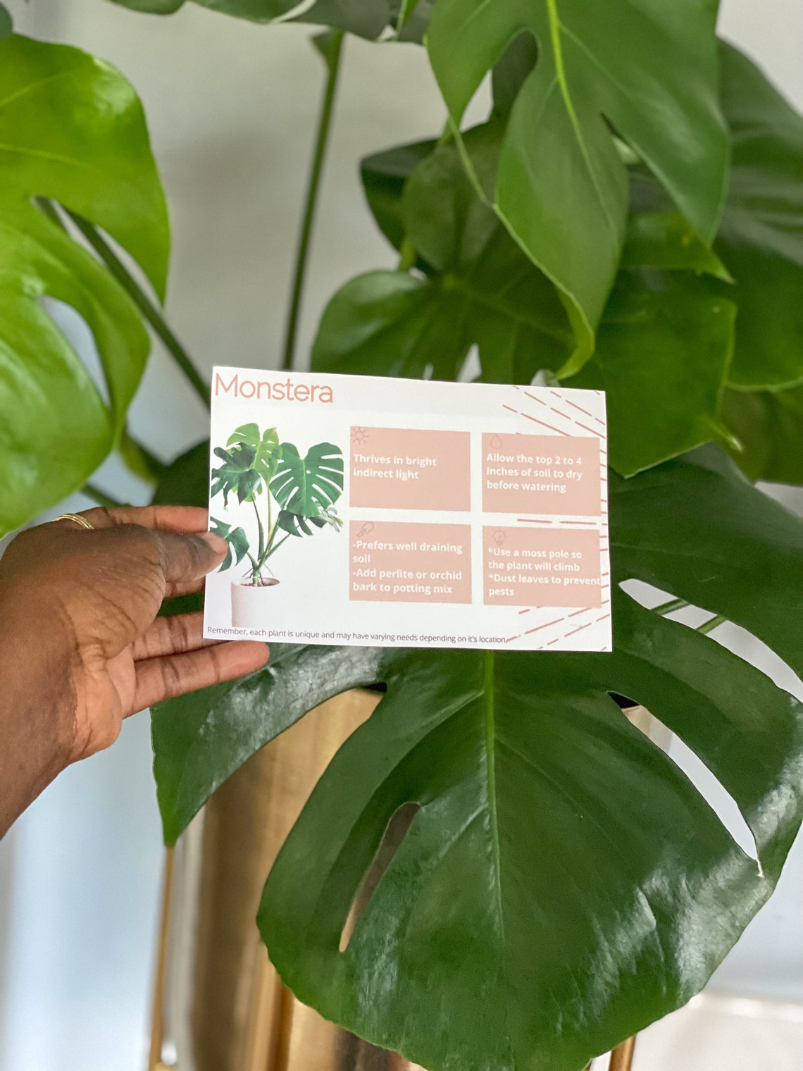 ZZ Plant Care Card Digital Download/plant Care Card/houseplant Etsy