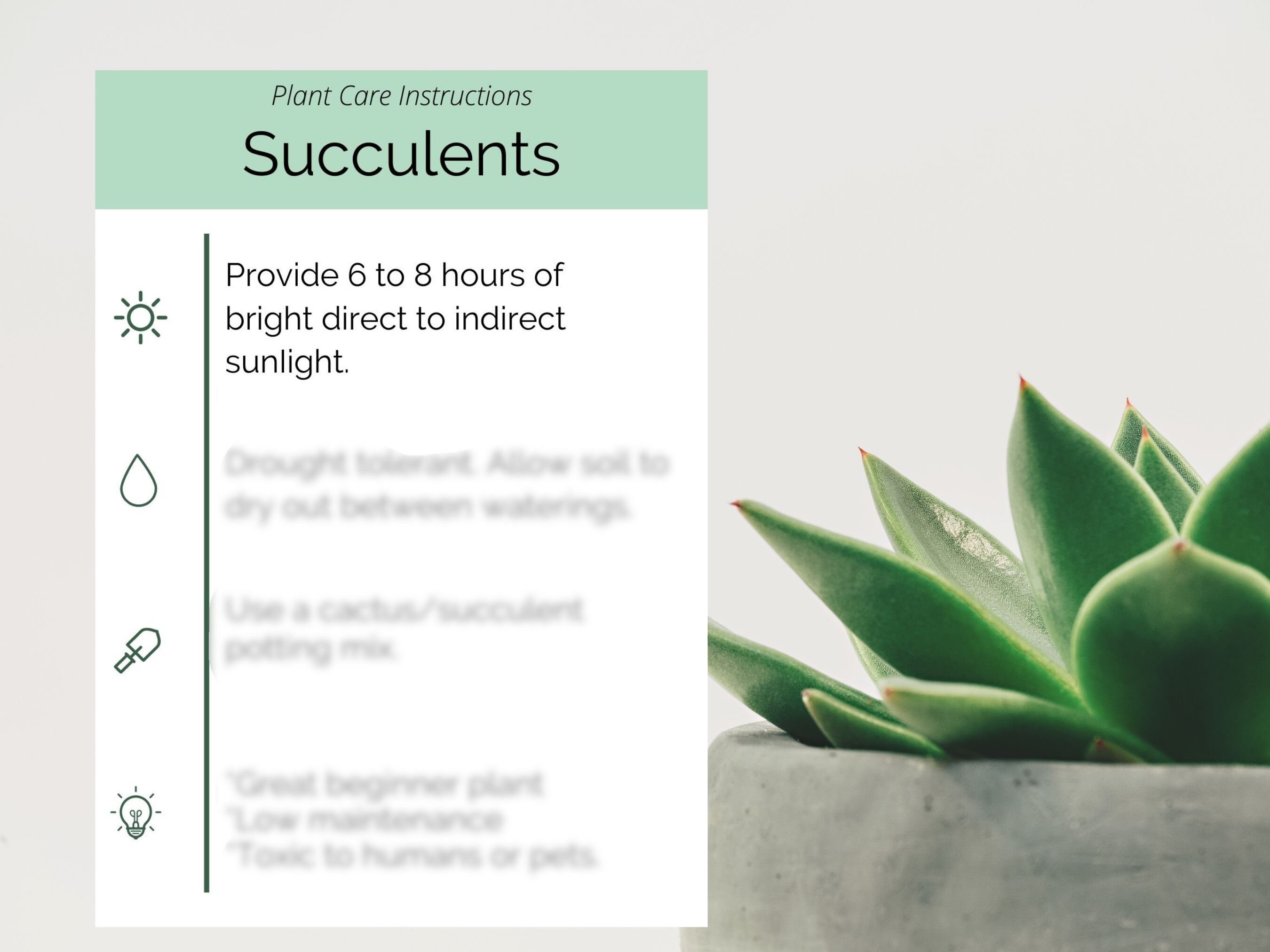 PRINTABLE Succulent Care Card Simple Plant Care Card Plant Care Card ...