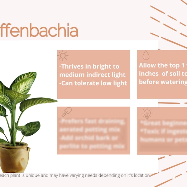 Diffenbachia Care Card Digital Download/Plant Care Card/Houseplant Care Card/New Plant Parent/Plant Lover Gift