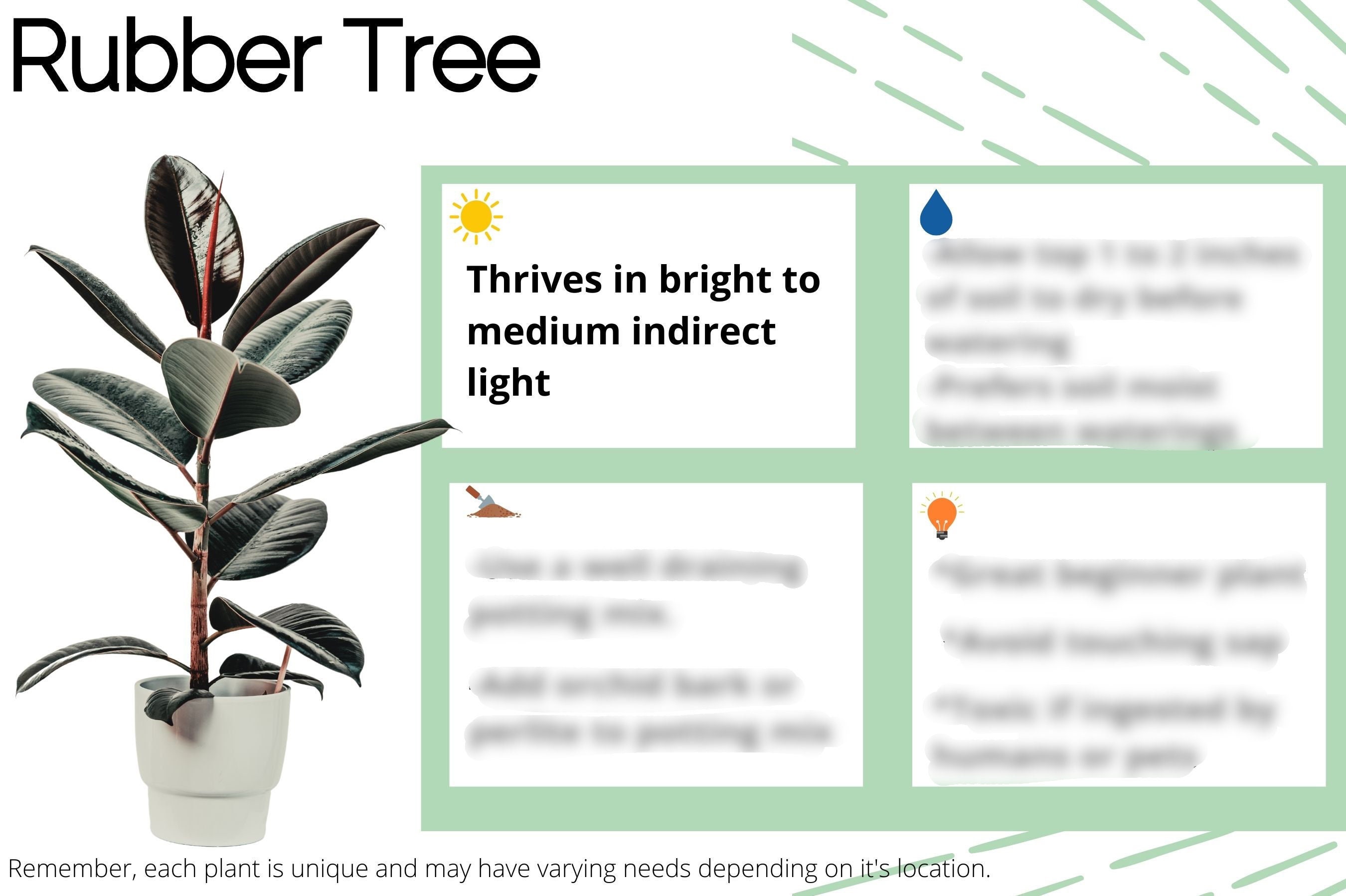 Rubber Tree Care Card Digital Download plant Care Card houseplant Care rubber-tree-care-card-digital-download-plant-care-card-houseplant-care