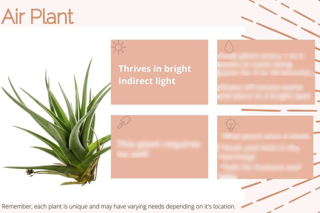 Air Plant Care Card/air Plant Care/terrarium Air Plant Care ...