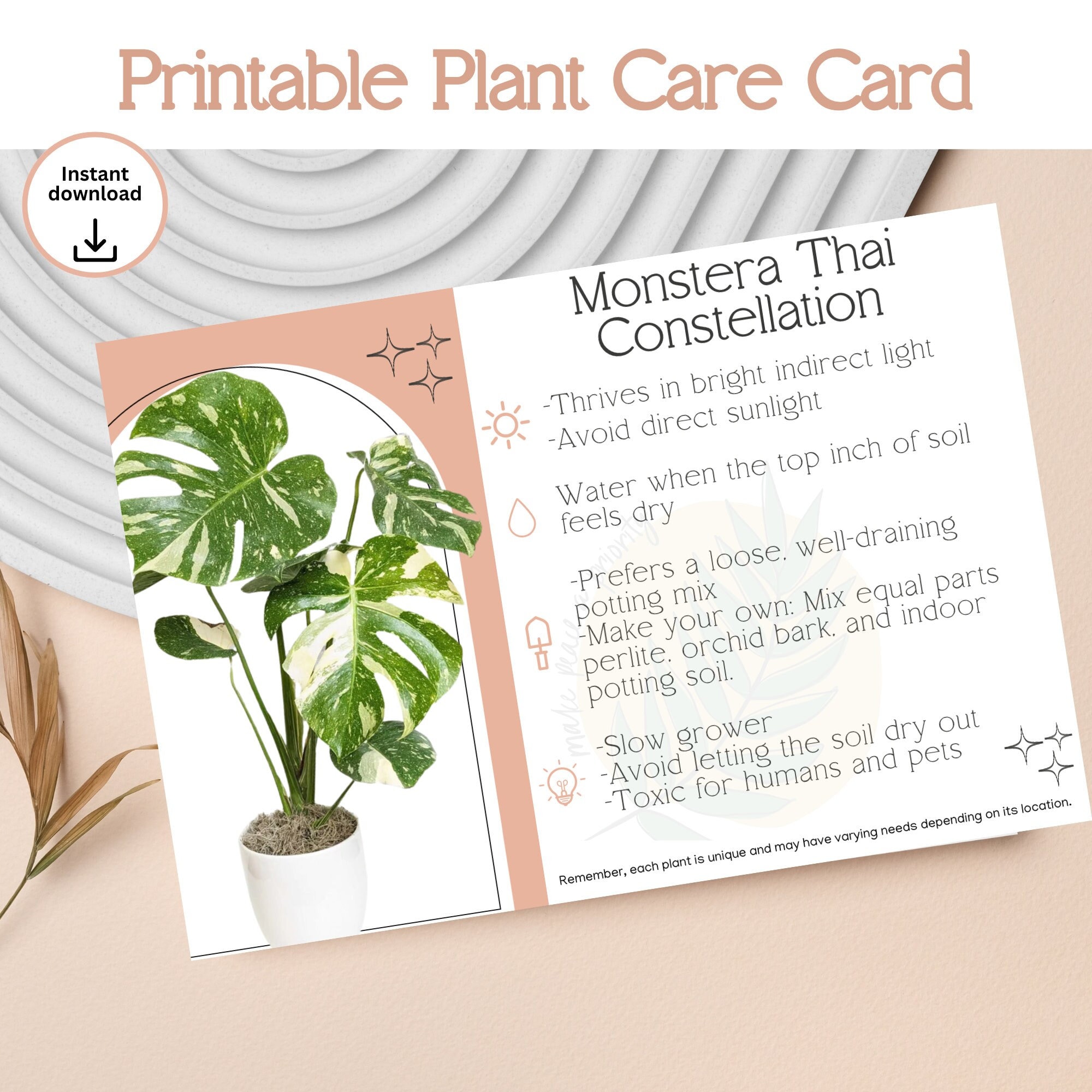 Thai Constellation Monstera Care Guide: How to Care For A Monstera Thai Con