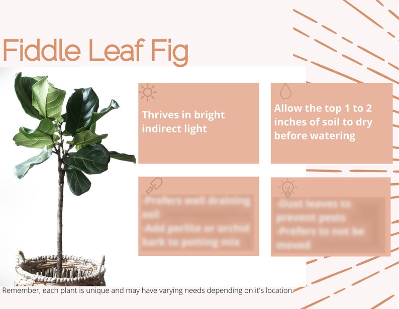 Fiddle Leaf Fig Care Card Digital Download/plant Care Card/houseplant ...