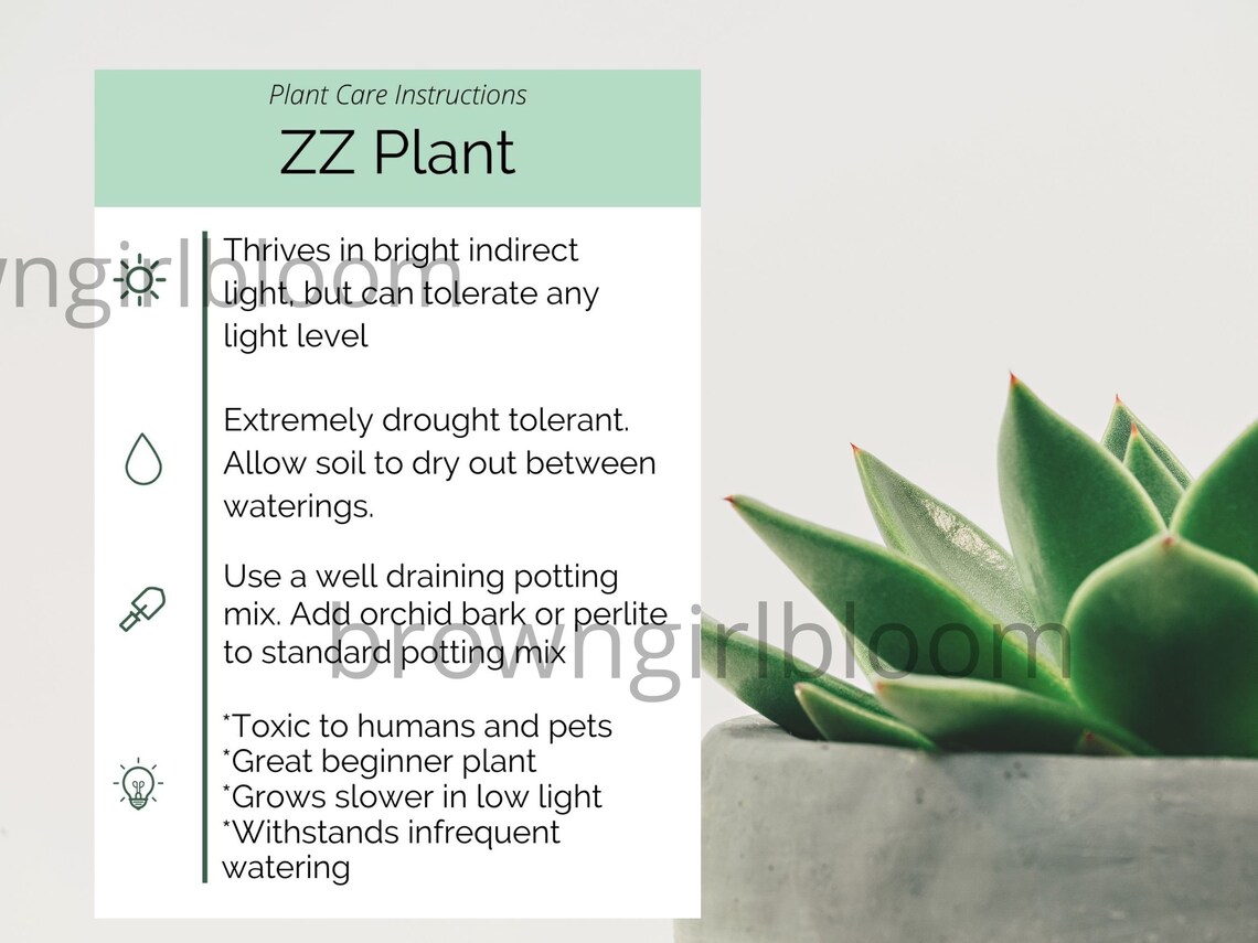 PRINTABLE ZZ Plant Care Card Simple Zamioculcas Zamiifolia Care Card