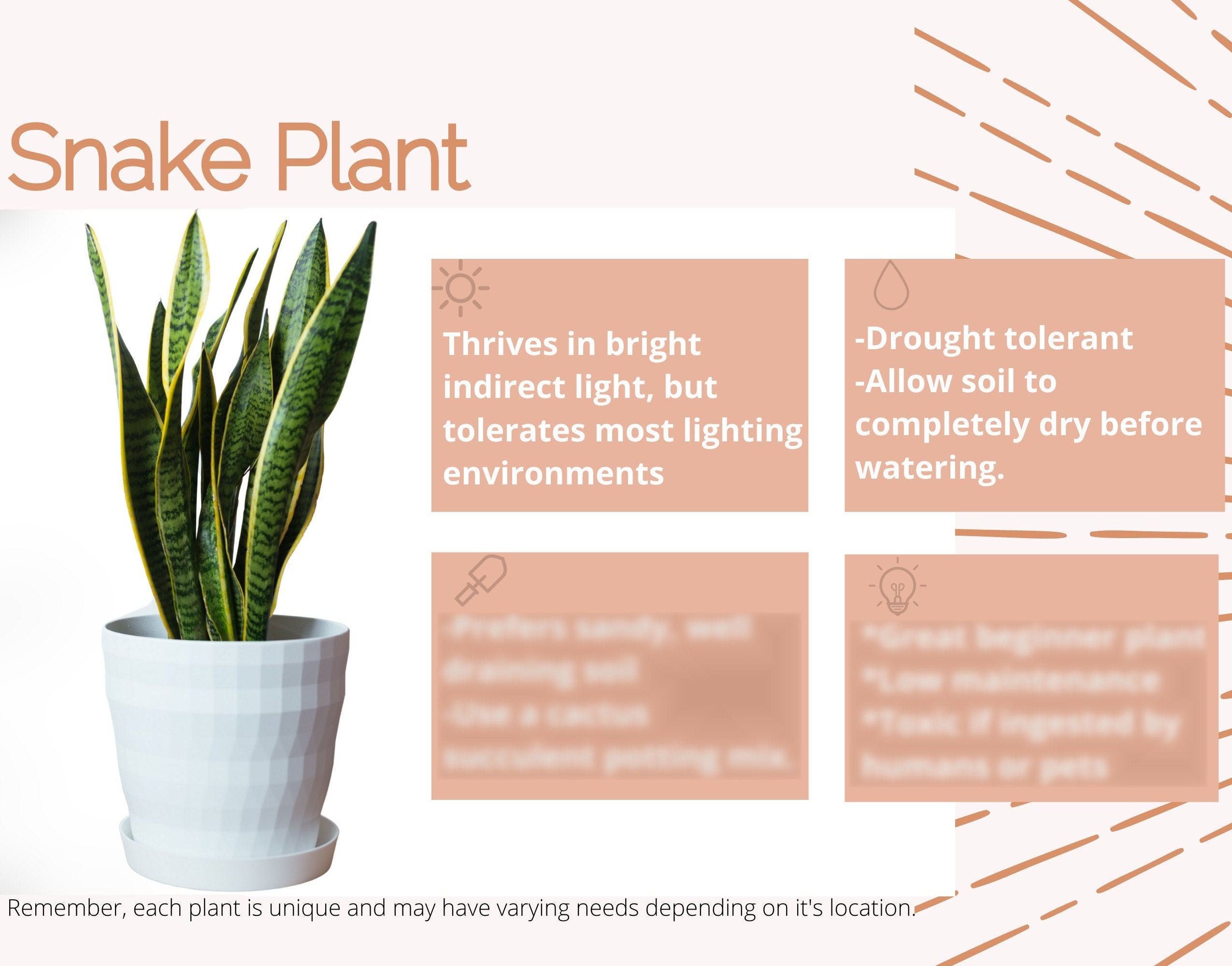 Snake plant care card