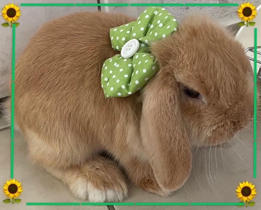 bunnies with bow ties