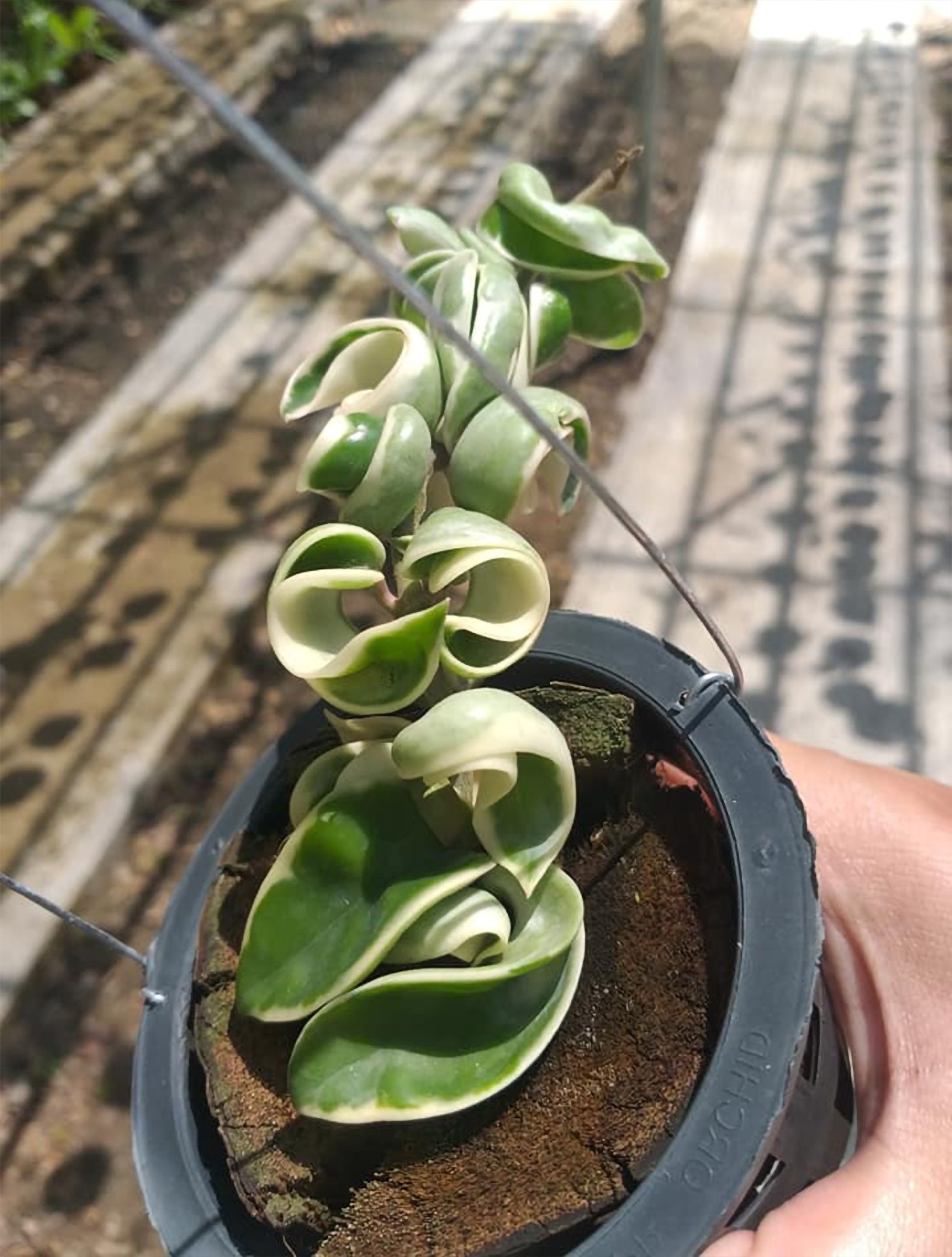 RARE Variegated Hoya Compacta Variegated Hoya Hindu Rope Etsy