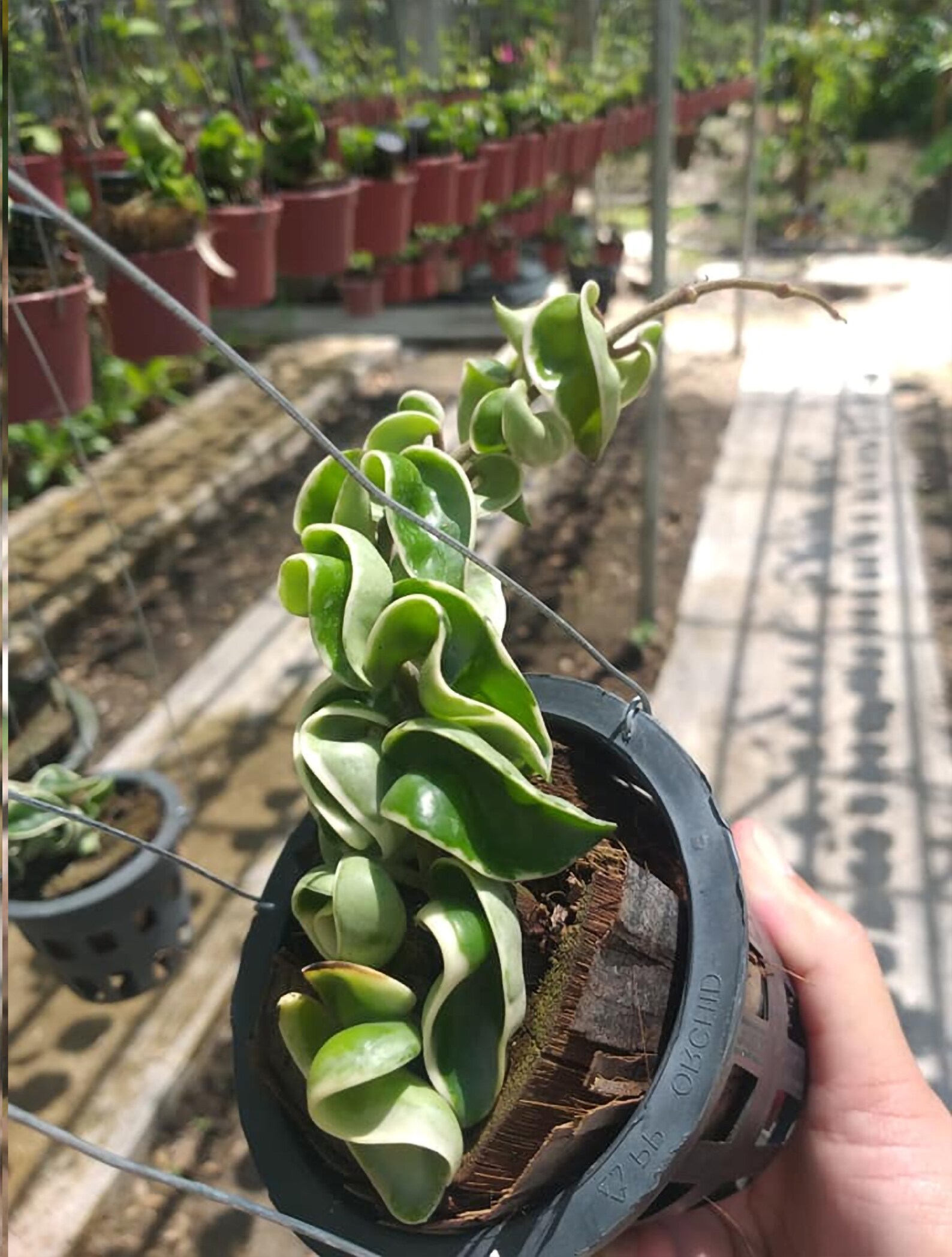 RARE Variegated Hoya Compacta Variegated Hoya Hindu Rope Etsy