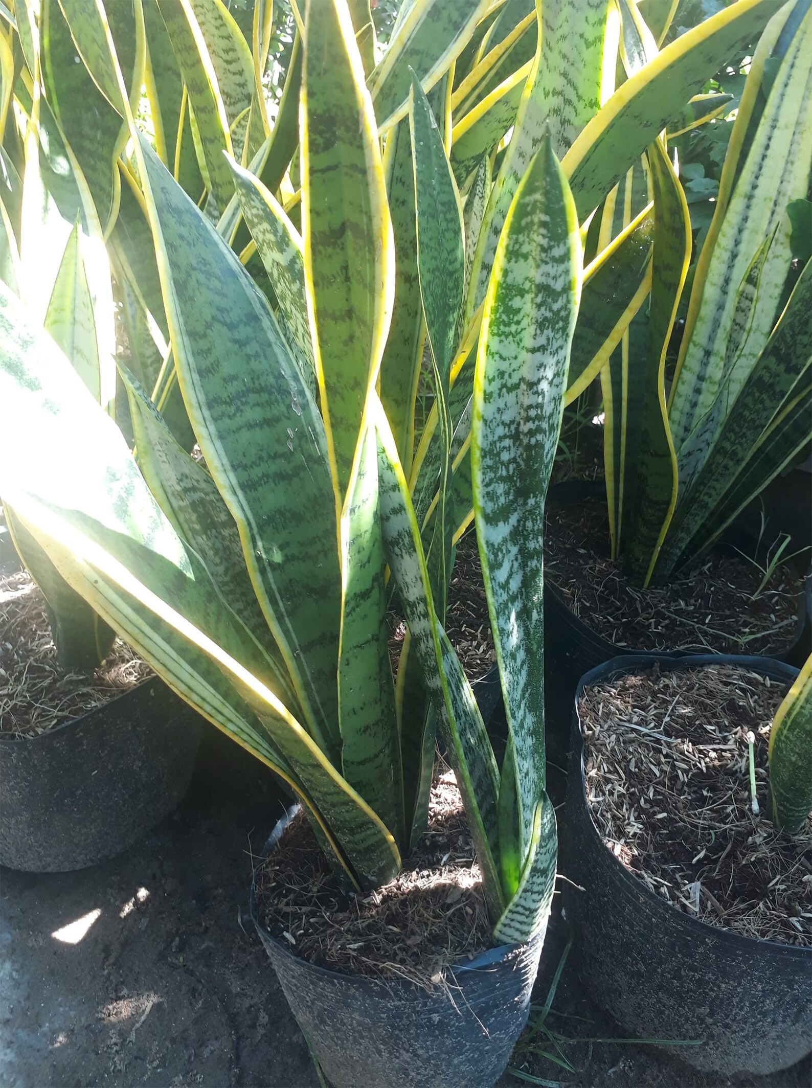 Giant Snake Plant Sanseveria The Perfect Trendy Plant Etsy