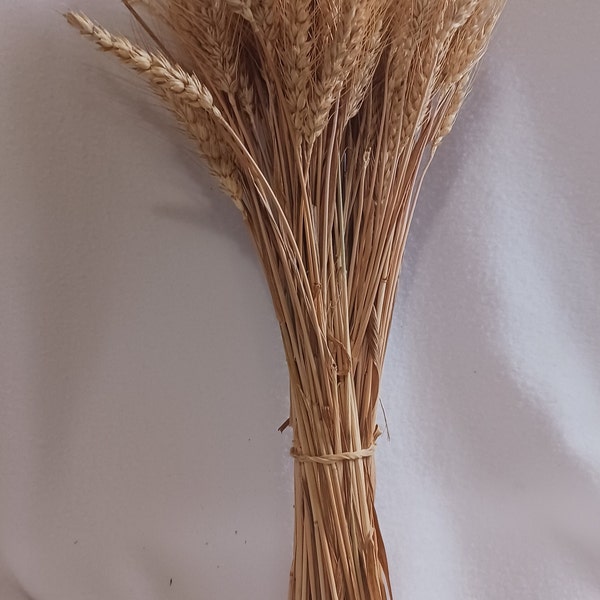 Golden bearded Illinois winter wheat sheaves