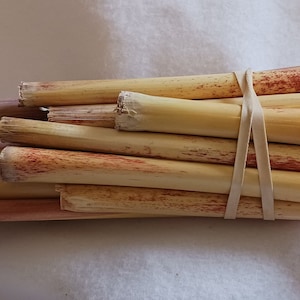 Broom corn stalks for weaving/crafting