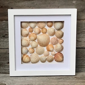 Puede incluir: Una obra de arte enmarcada que presenta una colección de conchas marinas en varios tamaños y tonos de beige, marrón y bronceado. Las conchas están dispuestas sobre un fondo blanco dentro de un marco cuadrado blanco, creando un tema costero.