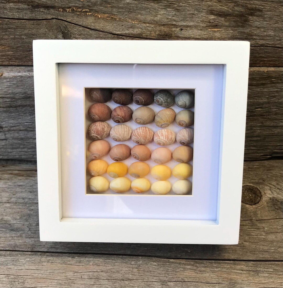Colorful Snail Shells 04, Coastal Art, Shell Art, Seashell Art, Beach ...