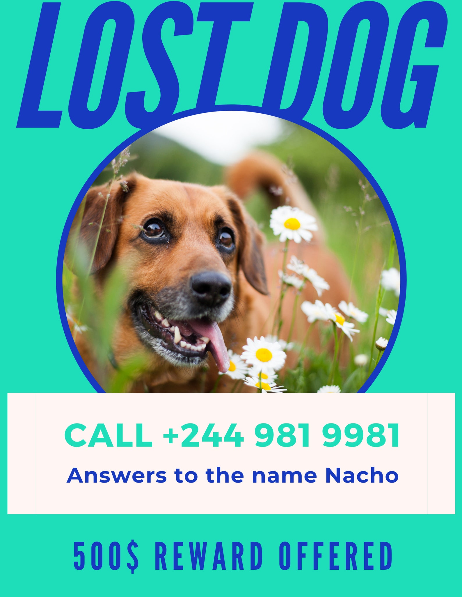 Lost Pet Flyer Template