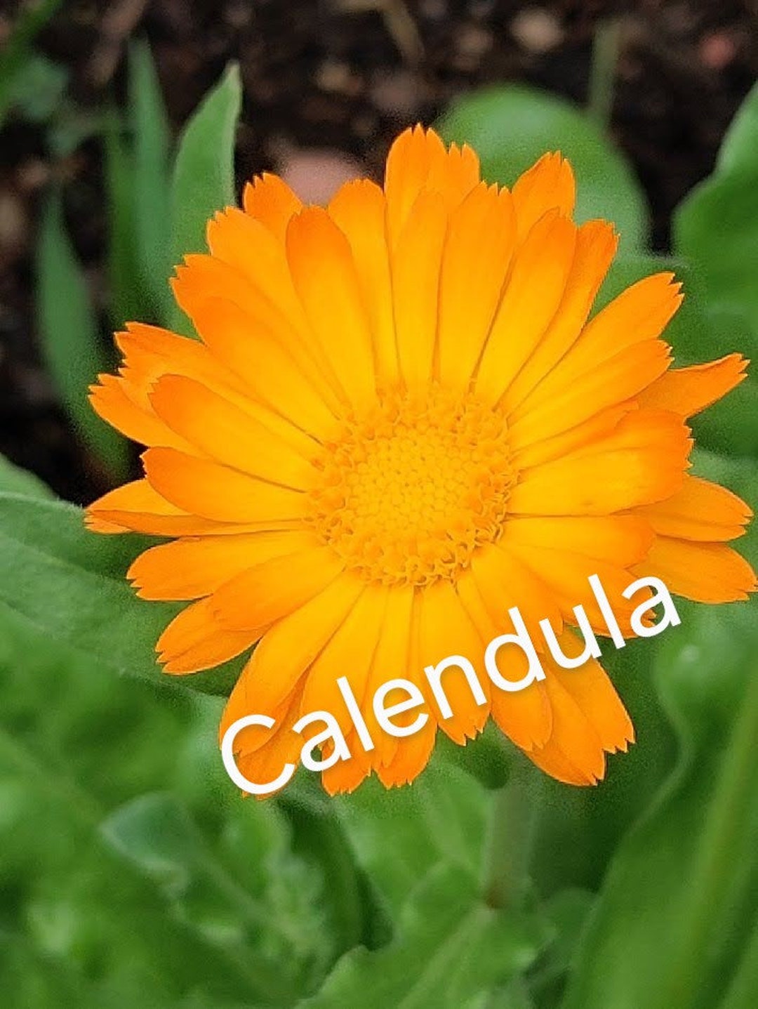 Calendula Flower Photo Digital Download Nature Photo Instant Download ...