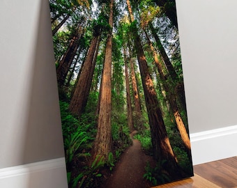 Redwood Trees Print / Canvas • Redwood National Park • Nature Landscape Photography Fine Art • Original Art by Nate Dunlap