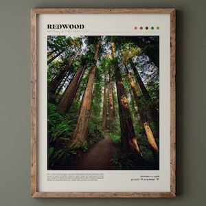 Redwood National Park Poster • Premium-Qualitäts-Fine Art Print • Matte Oberfläche • Modernes Wohndekor • Natur-Landschaftsfotografie