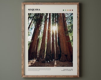 Sequoia National Park Poster • Giant Forest • Big Trees • Premium Quality Fine Art Print • Modern Home Decor • Nature Landscape Photography