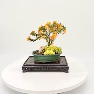 May include: A bonsai tree with small green leaves and bright orange flowers, planted in a shallow green ceramic pot. The tree features a light-coloured rock at its base, surrounded by low-growing yellow-green foliage, resting on a dark wooden stand.