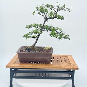 May include: A bonsai tree with green leaves in a brown rectangular pot, set on a wooden table with a black metal frame. The tree has a curved trunk and is centered in the frame.