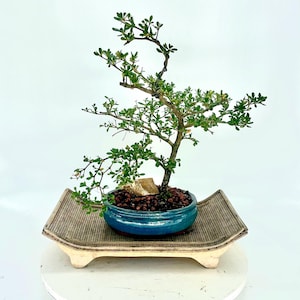 Black Olive bonsai tree, &quot;Wake up the world&quot; collection from Rare and Exotic Bonsai