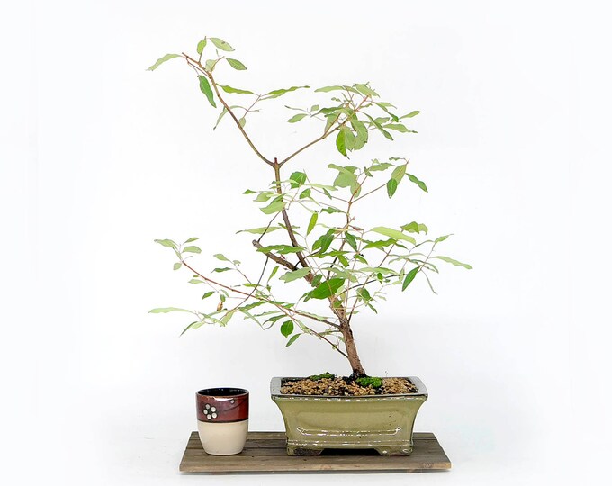 Australian Rainbow Eucalyptus Bonsai Tree, positivity Collection From