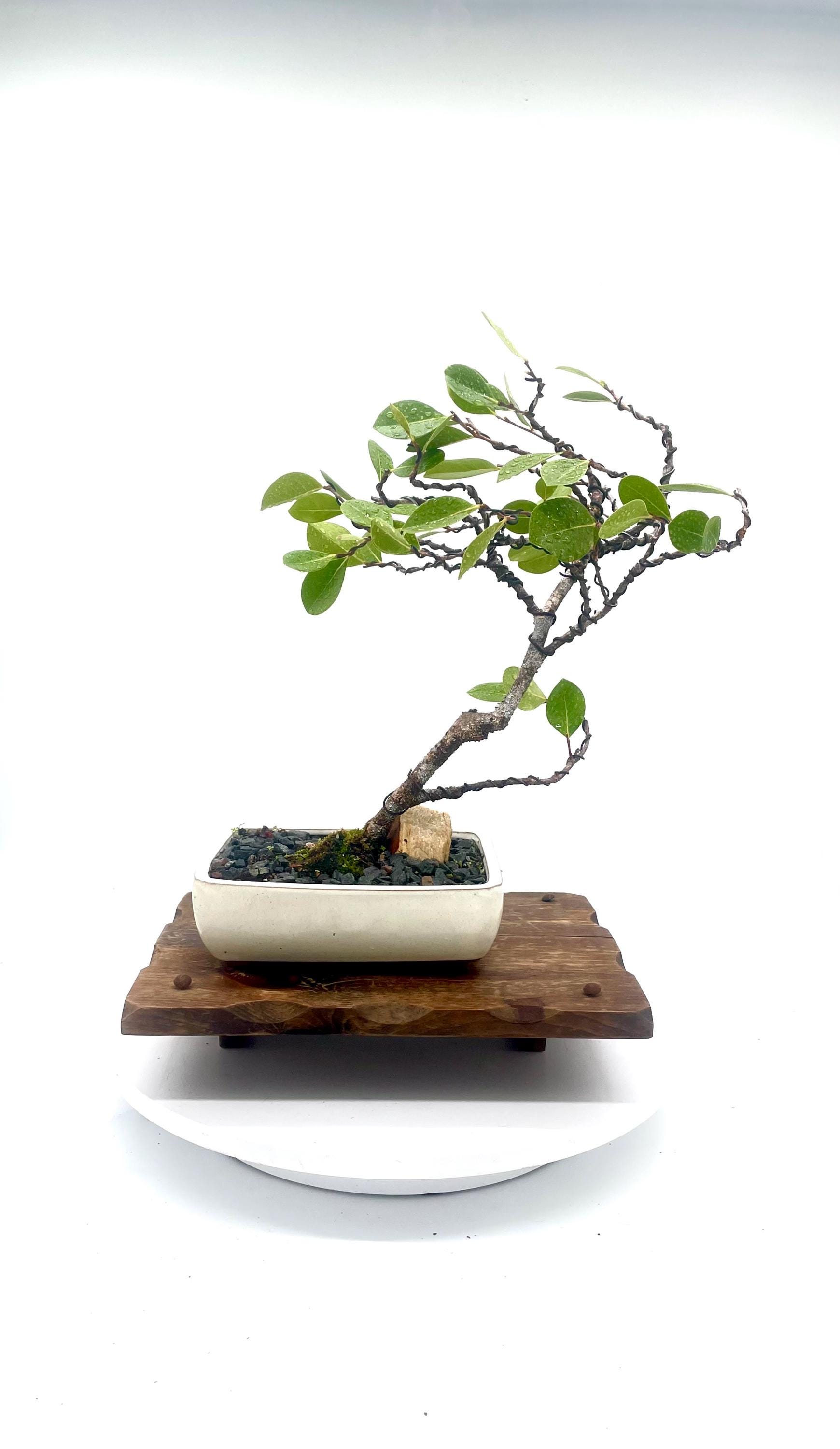 Rareandexoticbonsai - Etsy.de