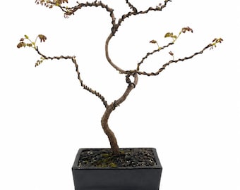 Lysiloma Bonsai Tree Handmade Wired Bonsai Live Tree Minimalist Bonsai Indoor Outdoor Exotic Rare Specimen