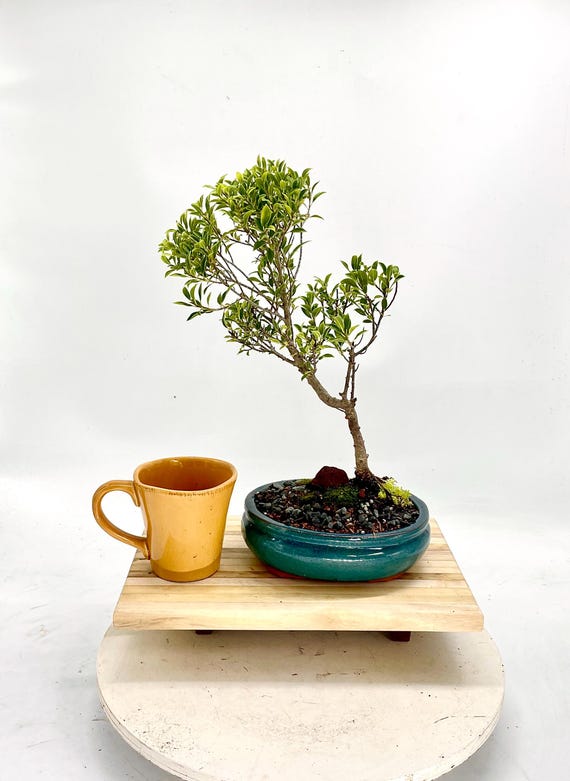 Rare Ficus Melon Seed Bonsai Tree - Professionally Styled in Glazed Pot -  Etsy