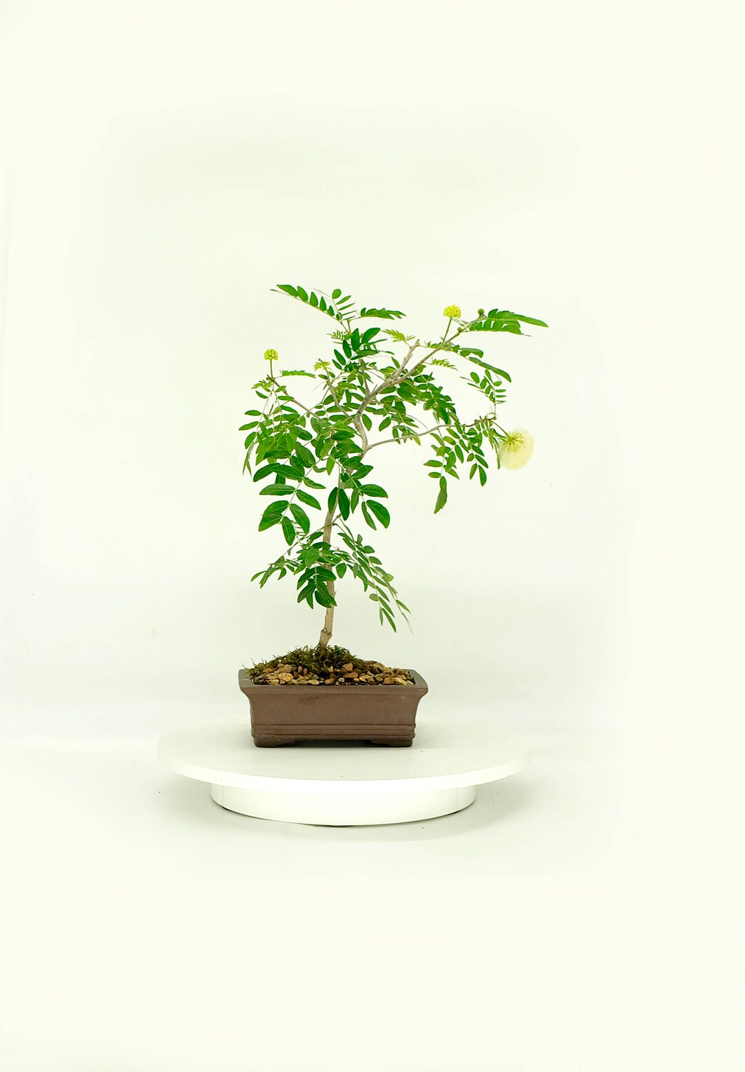 White Powder Puff Bonsai Tree rare, land Lease Collection From Rare and