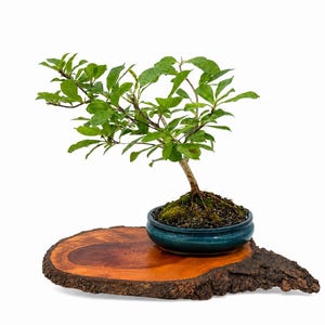 May include: A small bonsai tree with vibrant green leaves and a slender trunk, planted in a teal-colored ceramic pot. The bonsai sits on a natural, round wooden slab with a dark, textured bark edge. The background is plain white.