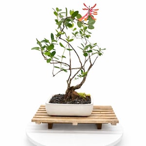 Honeysuckle Bonsai - Etsy