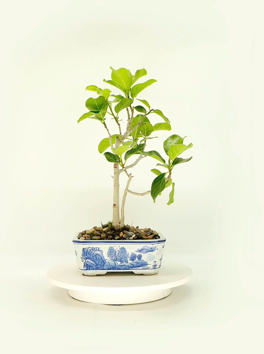 Ficus Benghalensis rare Bonsai Tree spring in the Air Collection From
