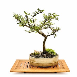 May include: A small bonsai tree with green leaves and a brown trunk, planted in a round, light-colored pot. The pot sits on a wooden tray with drainage holes. The background is white.
