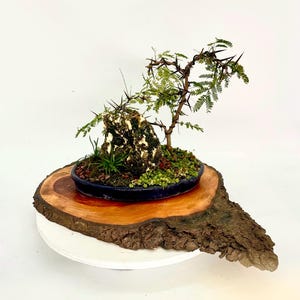 May include: A small bonsai tree with green leaves and thorns growing in a blue ceramic pot on a wooden slice. The tree is on a white pedestal.