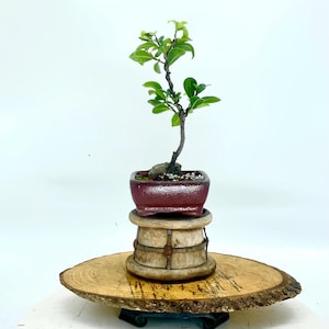Ficus Microcarpa &quot;Green gem&quot; bonsai tree &quot;New friend&quot; collection from Rare and Exotic Bonsai