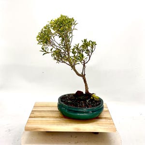 May include: A miniature bonsai tree with green and yellow foliage in a dark green ceramic pot. The bonsai sits on a wooden platform with a light-coloured base, against a white backdrop.