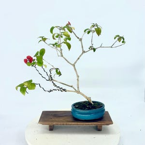 Red Mandarin Hat bonsai tree, &quot;Sill bud&quot; collection from Rare and Exotic Bonsai