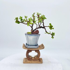 May include: A small bonsai tree with green leaves and a twisted trunk is planted in a light blue square pot. The pot sits on a wooden stand with a carved design. The background is white.