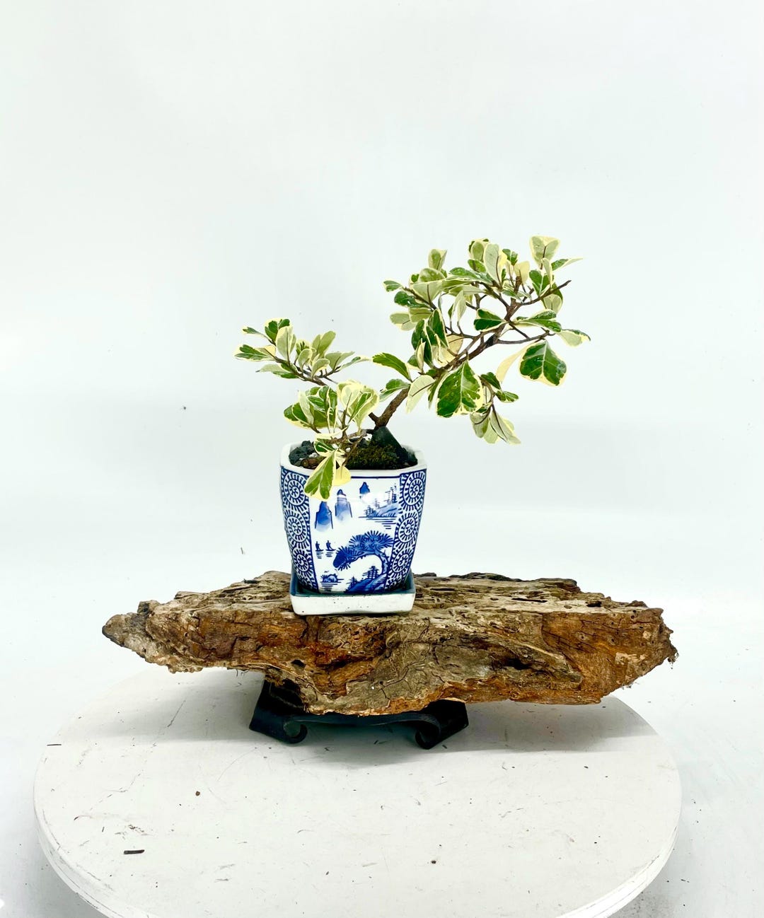 Zwerg-Ficus Bonsai-Baum: Seltene tropische Zimmerpflanze - Etsy.de