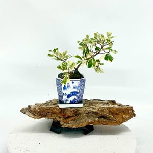 Drzewko bonsai karłowatego fikusa: rzadka tropikalna roślina doniczkowa